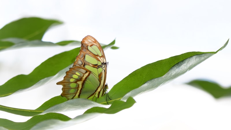 Green butterfly resting on a vibrant green leaf