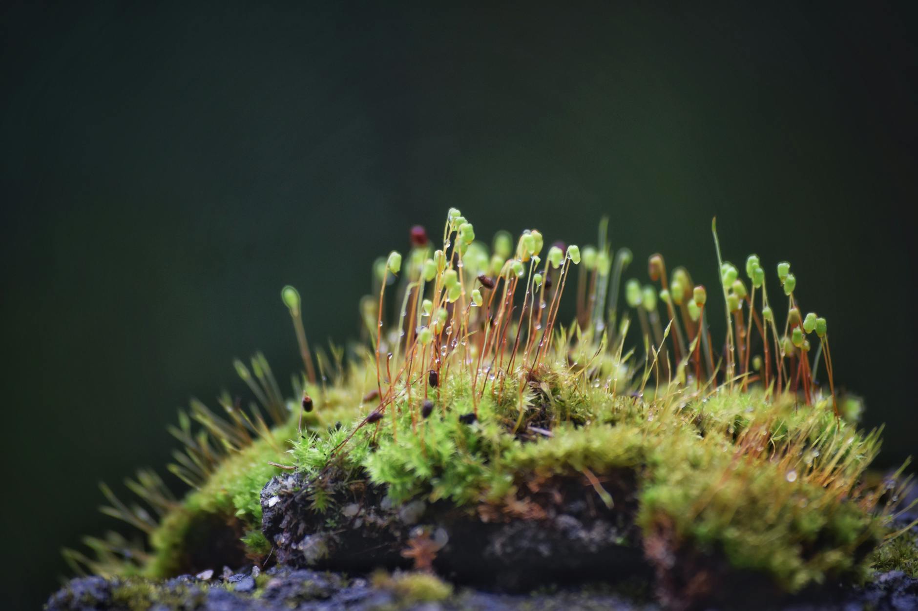 MCP Agent Standard Ecosystem: Growth