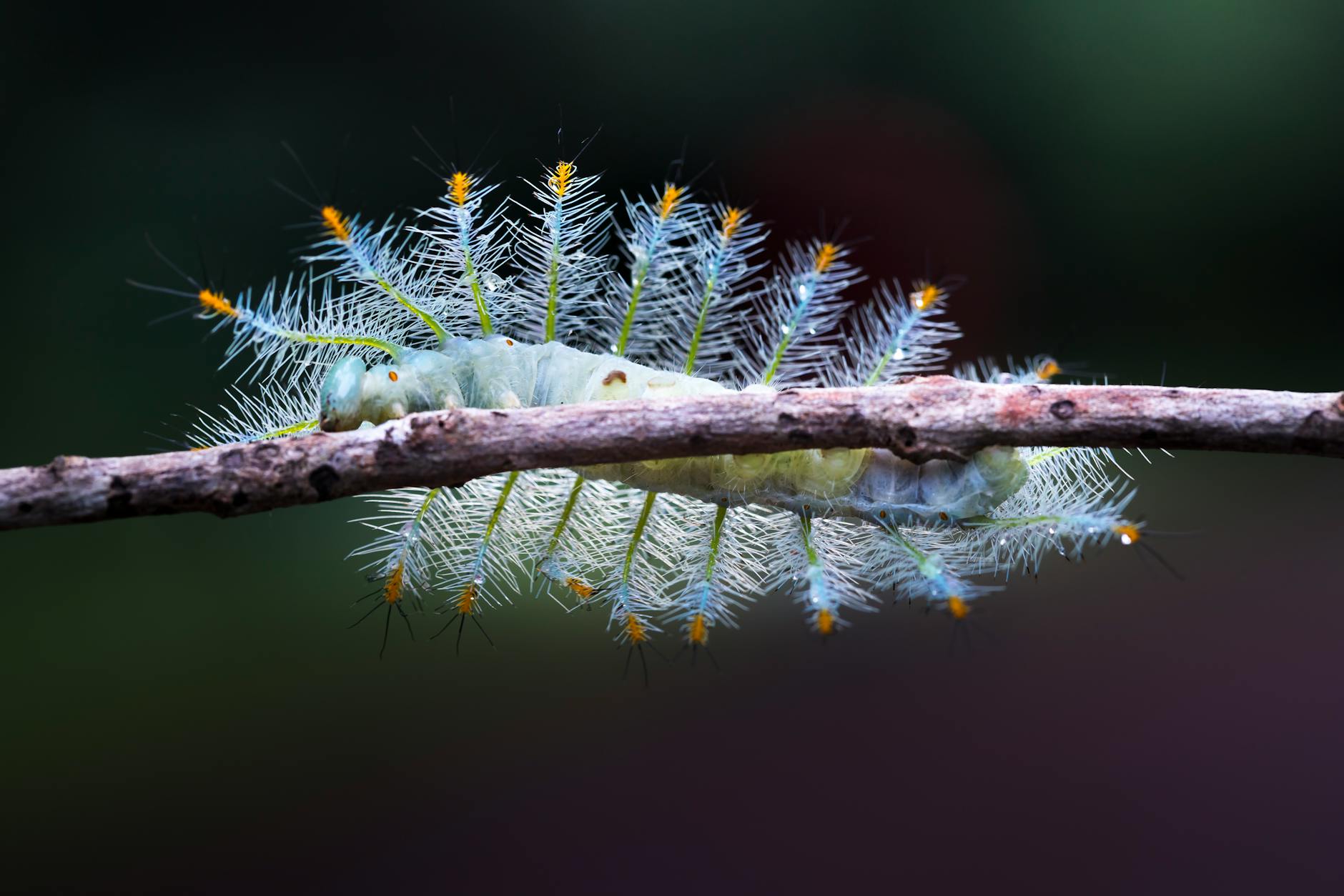 Worm Surfaces